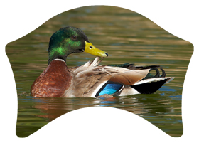DABAN-308 Duck Mallard